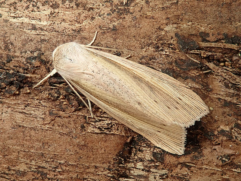 Noctuidae: Mythimna ?   No, Senta flammea